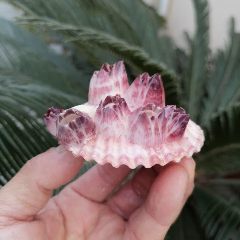 Natural Conch Shell Purple Bar - огляд і ціна Aquarium Fish Parasites