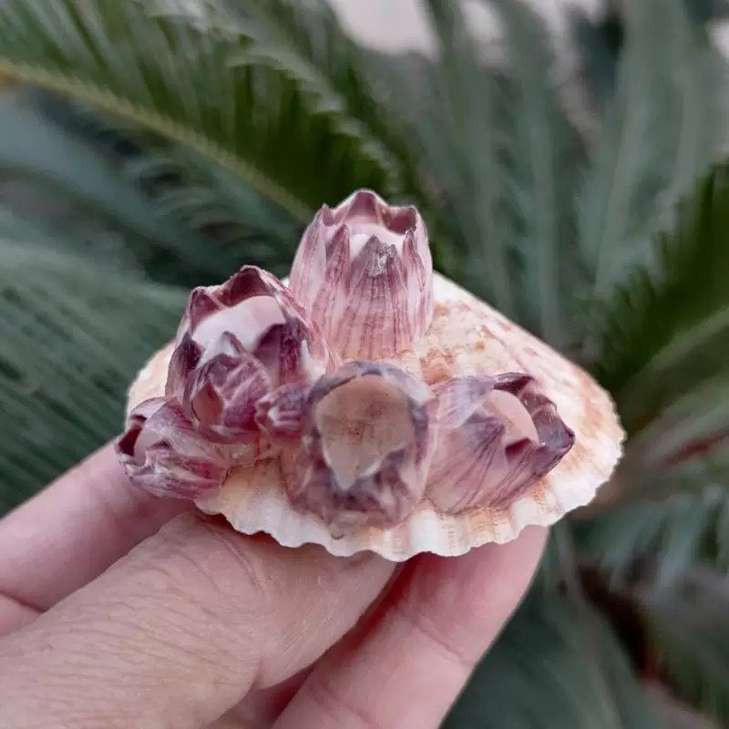 Natural Conch Shell Purple Bar - огляд і ціна Aquarium Fish Parasites
