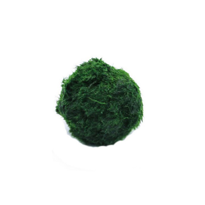 Marimo Moss Balls Live Aquariu - огляд і ціна Aquarium Fish Green