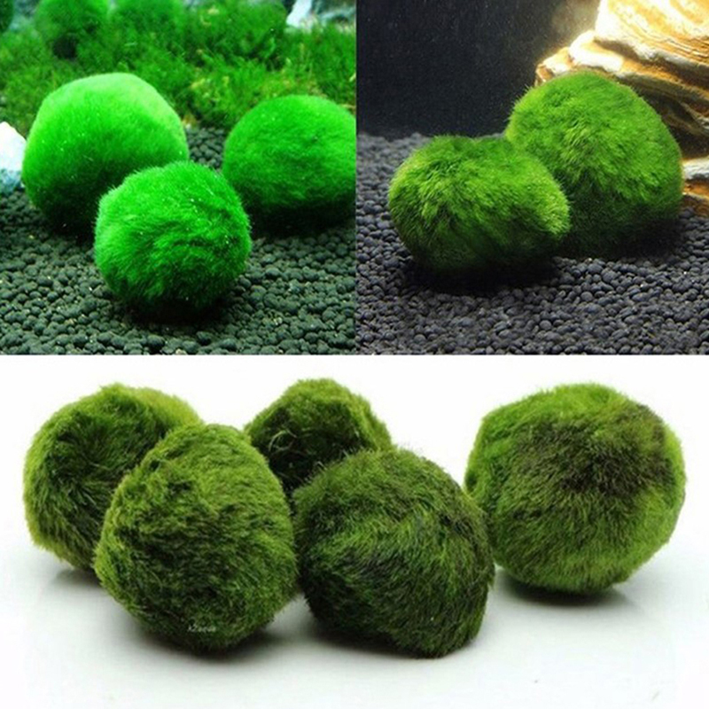 Marimo Moss Balls Live Aquariu - огляд і ціна Aquarium Fish Green