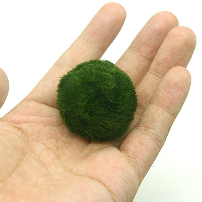 Marimo Moss Balls Live Aquariu - огляд і ціна Aquarium Fish Green