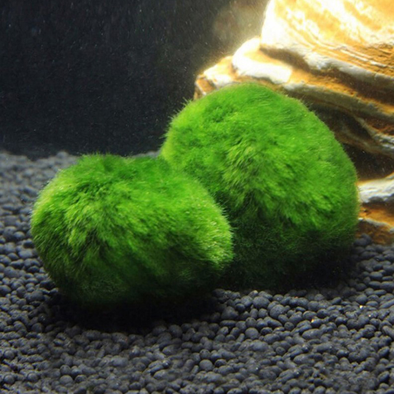 Marimo Moss Balls Live Aquariu - огляд і ціна Aquarium Fish Green