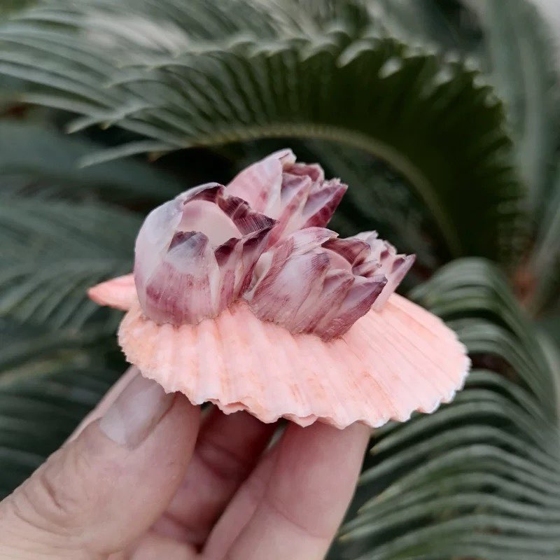 Natural Conch Shell Purple Bar - огляд і ціна Aquarium Fish Parasites