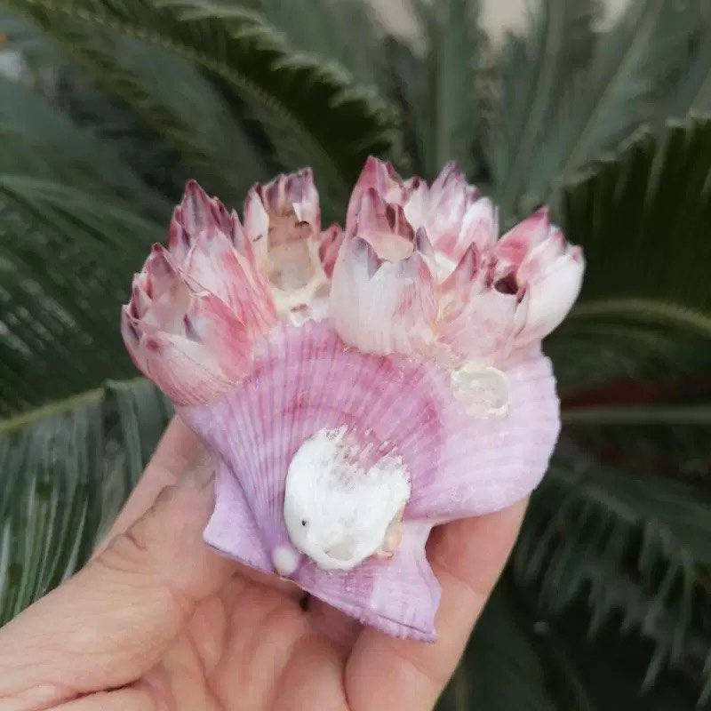 Natural Conch Shell Purple Bar - огляд і ціна Aquarium Fish Parasites